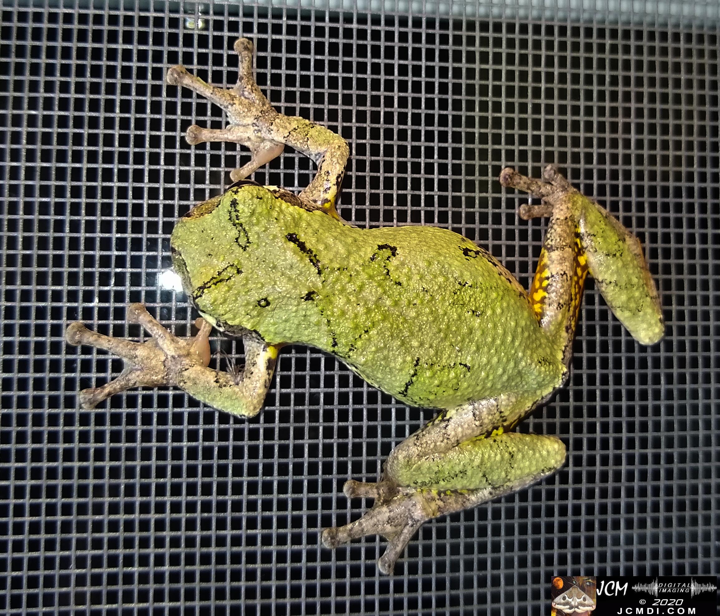 20200603 TN Tree Frog on screen
